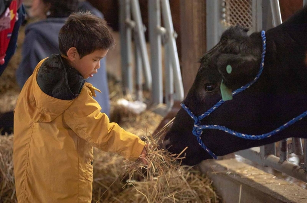 Four-year-old David Hung feeds a cow during Rutgers Day 2023 at College Farm on Cook Campus.